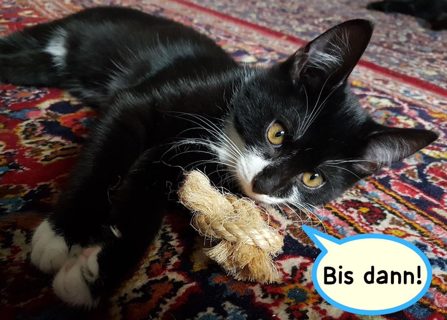 Katerchen im coolen Outfit 😉  ♡ Mix Kitten ( Waldkatze / Maine Coon & EKH ?  ) ♡ Kater -  Babykatze