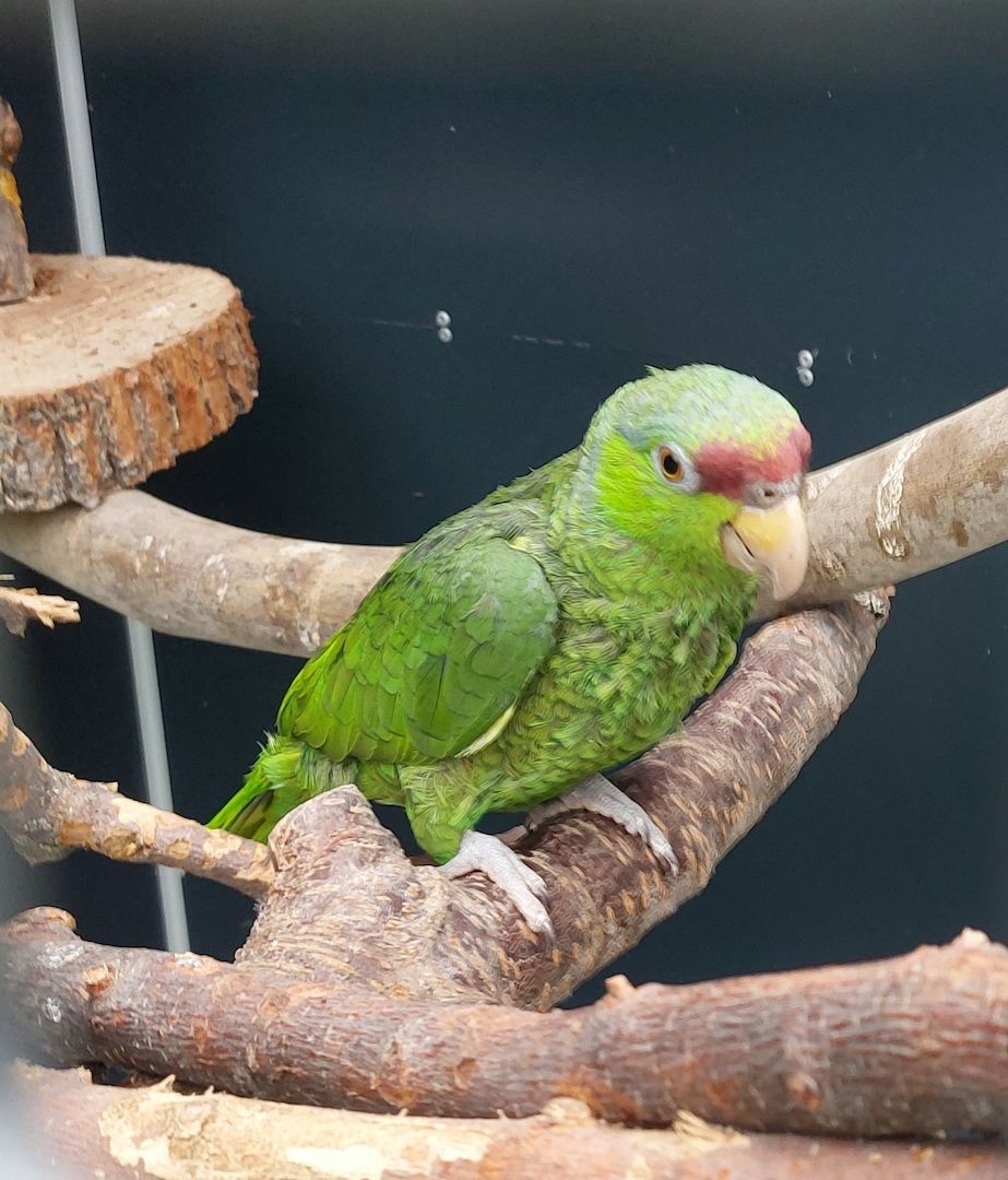 Gelbnackenamazone und Blaukappenamazone