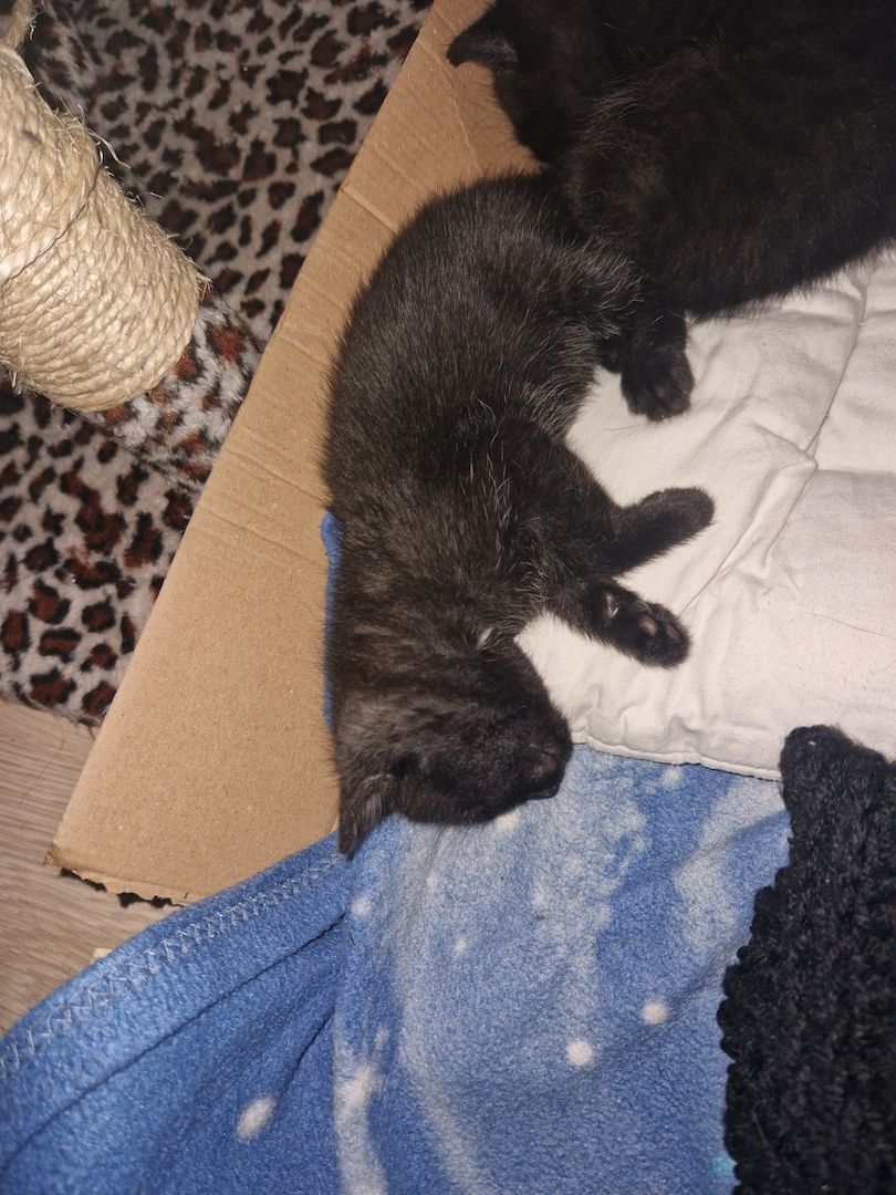 Kitten zu verkaufen