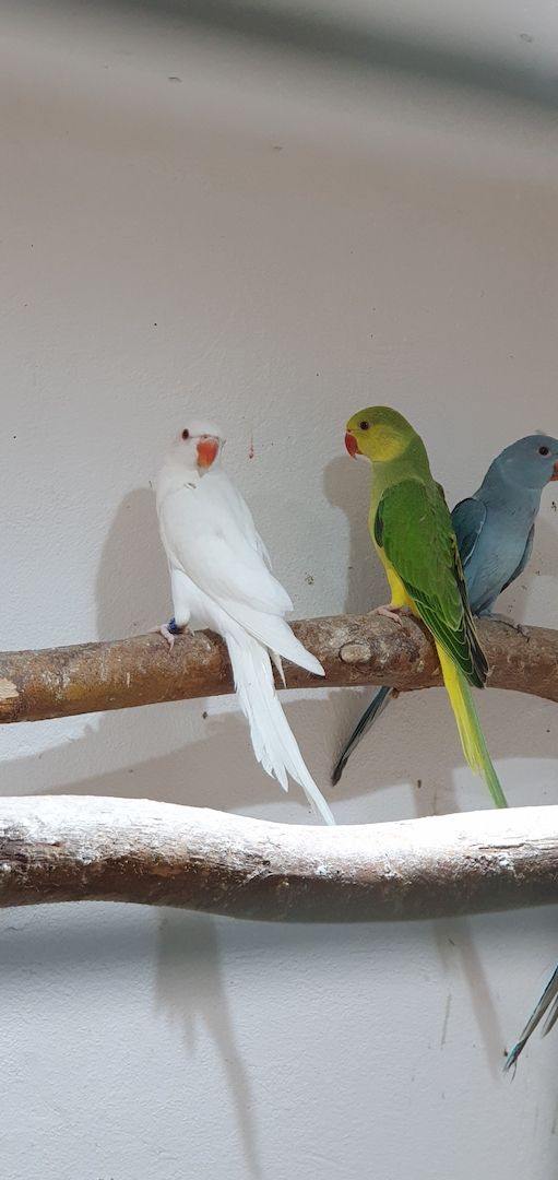 Junge Halsbandsittiche