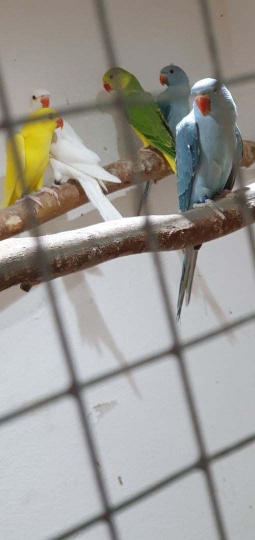 Junge Halsbandsittiche