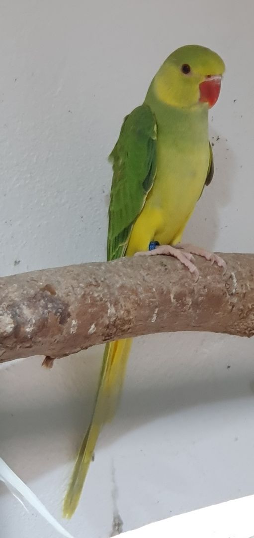 Junge Halsbandsittiche