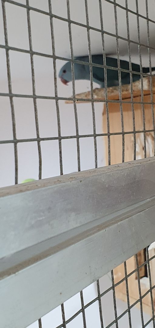 Junge Halsbandsittiche