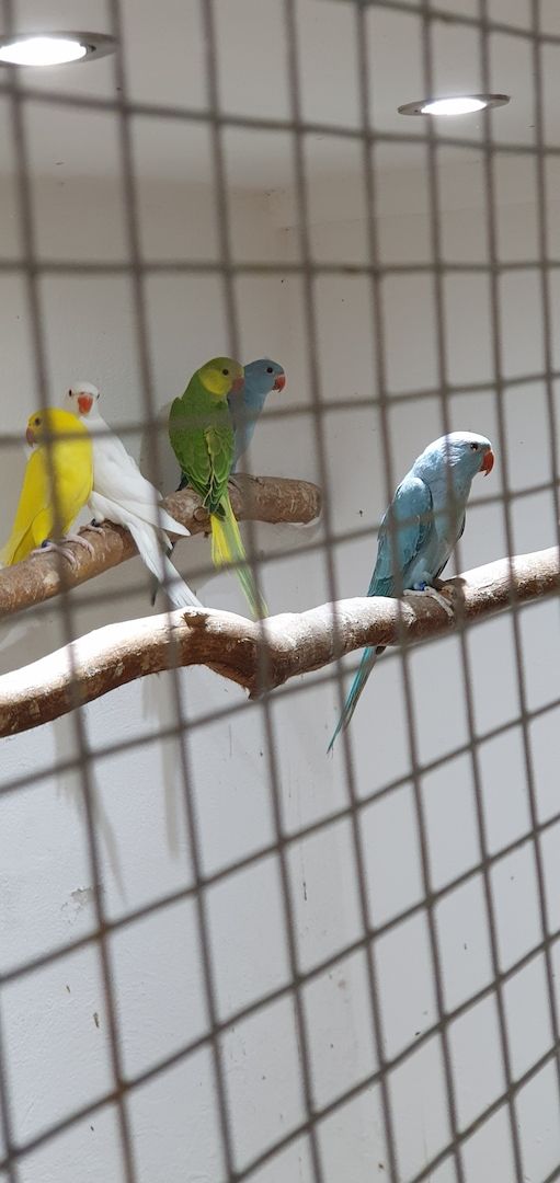 Junge Halsbandsittiche