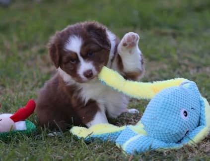 Wir stellen Ihnen unsere lebhaften und liebenswerten Australian Shepherd-Welpen vor!