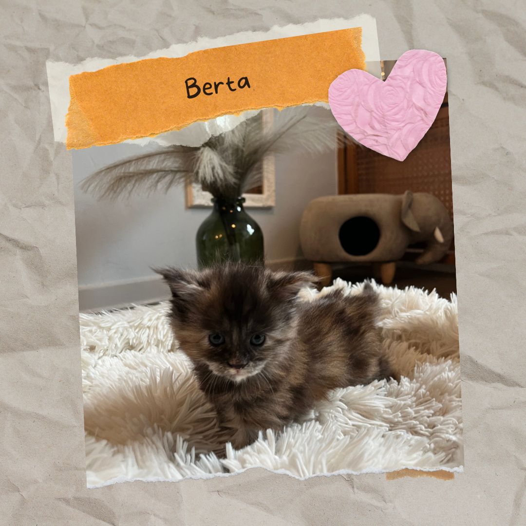 Sensationelle Maine Coon Kätzchen suchen Lebens-Bühne! Sensationelle Maine Coon Kätzchen suchen Lebens-Bühne!