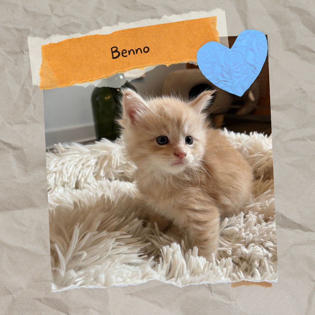 Sensationelle Maine Coon Kätzchen suchen Lebens-Bühne! Sensationelle Maine Coon Kätzchen suchen Lebens-Bühne!