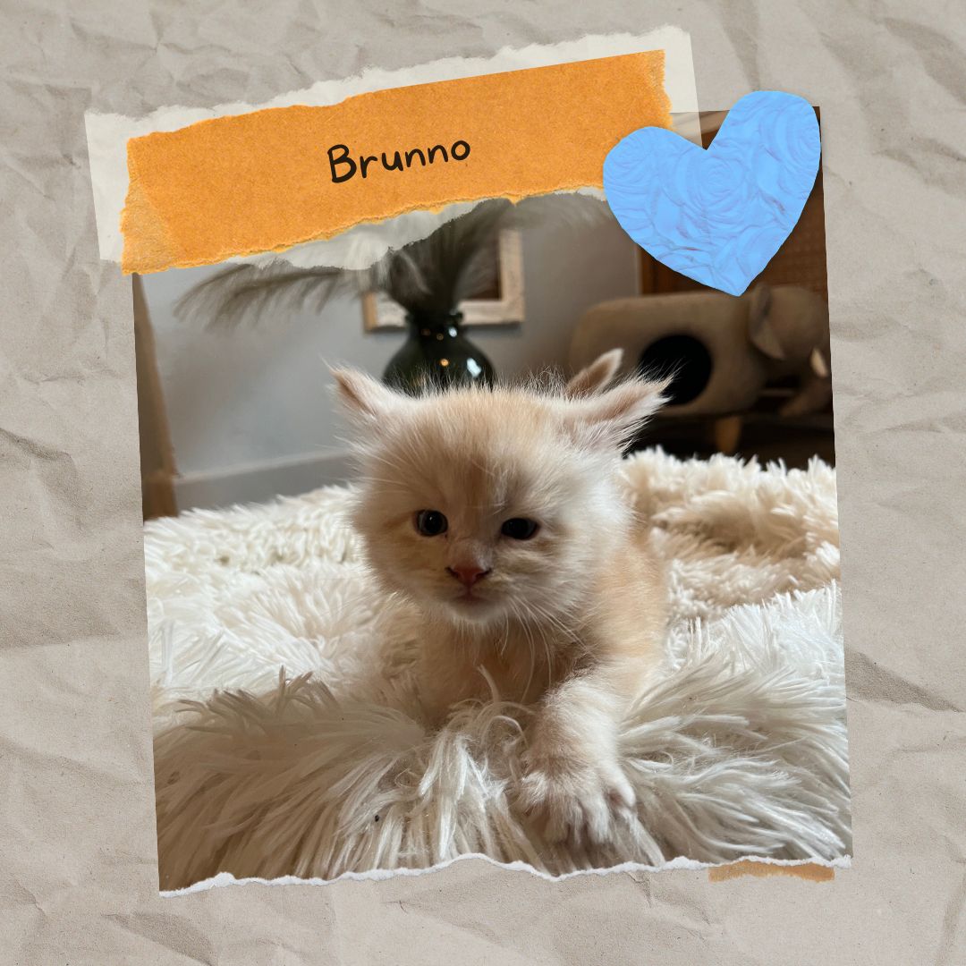 Sensationelle Maine Coon Kätzchen suchen Lebens-Bühne! Sensationelle Maine Coon Kätzchen suchen Lebens-Bühne!