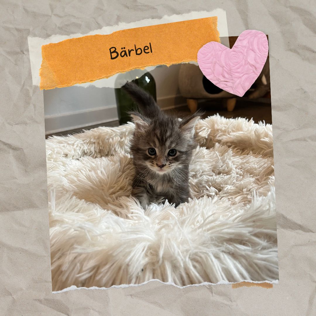 Sensationelle Maine Coon Kätzchen suchen Lebens-Bühne! Sensationelle Maine Coon Kätzchen suchen Lebens-Bühne!