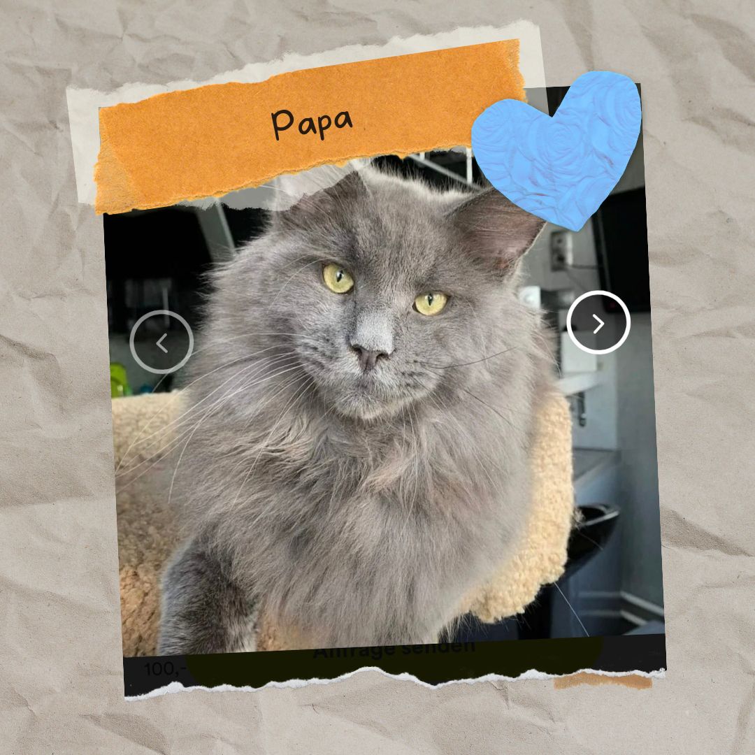 Sensationelle Maine Coon Kätzchen suchen Lebens-Bühne! Sensationelle Maine Coon Kätzchen suchen Lebens-Bühne!