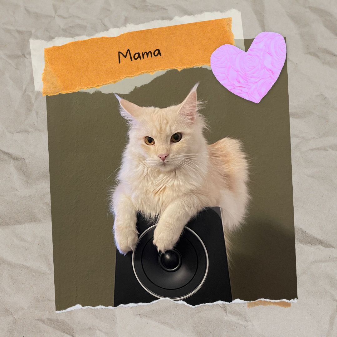 Sensationelle Maine Coon Kätzchen suchen Lebens-Bühne! Sensationelle Maine Coon Kätzchen suchen Lebens-Bühne!