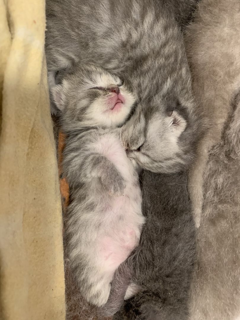 BKH Britisch Kurzhaar Kitten Katzen