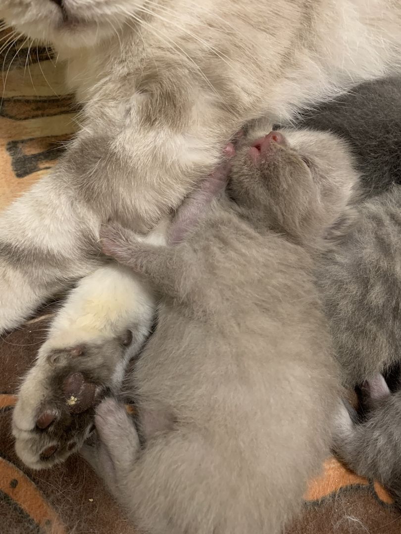 BKH Britisch Kurzhaar Kitten Katzen