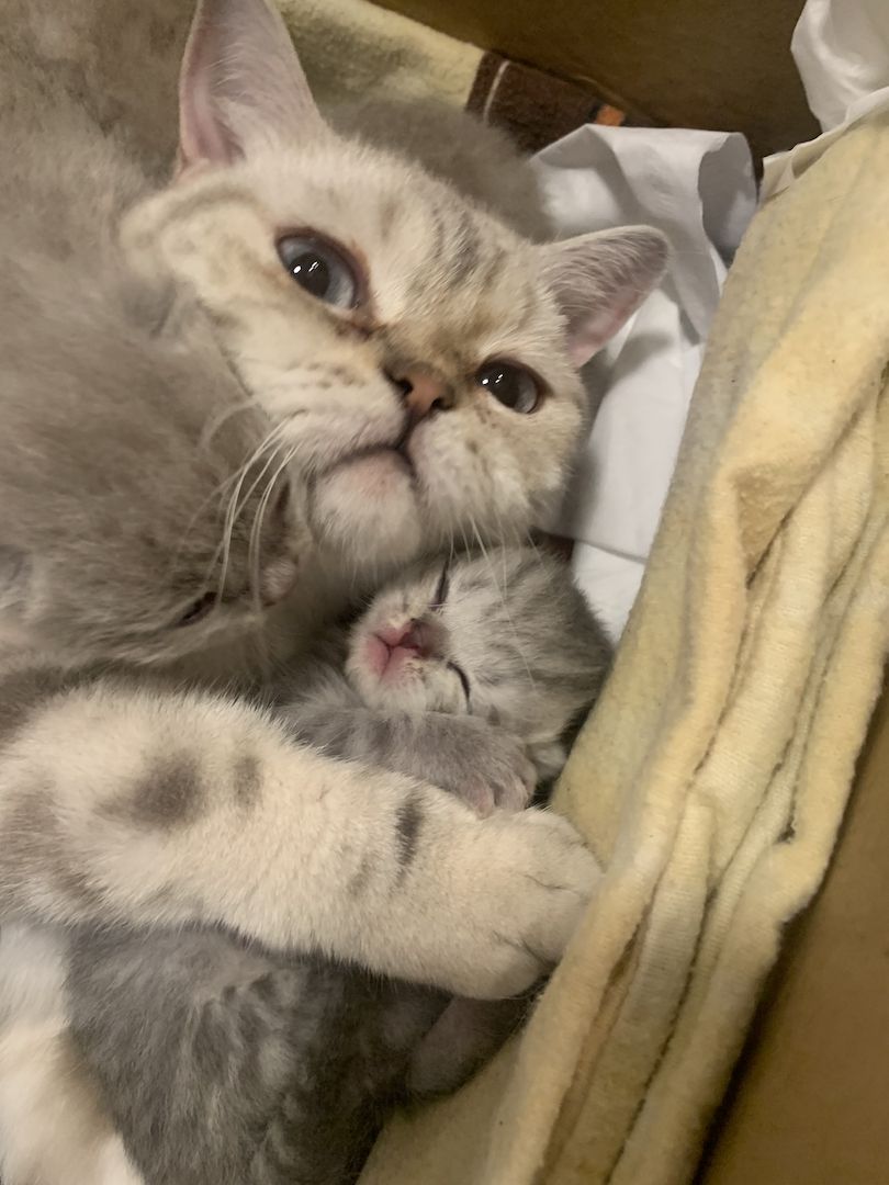 BKH Britisch Kurzhaar Kitten Katzen