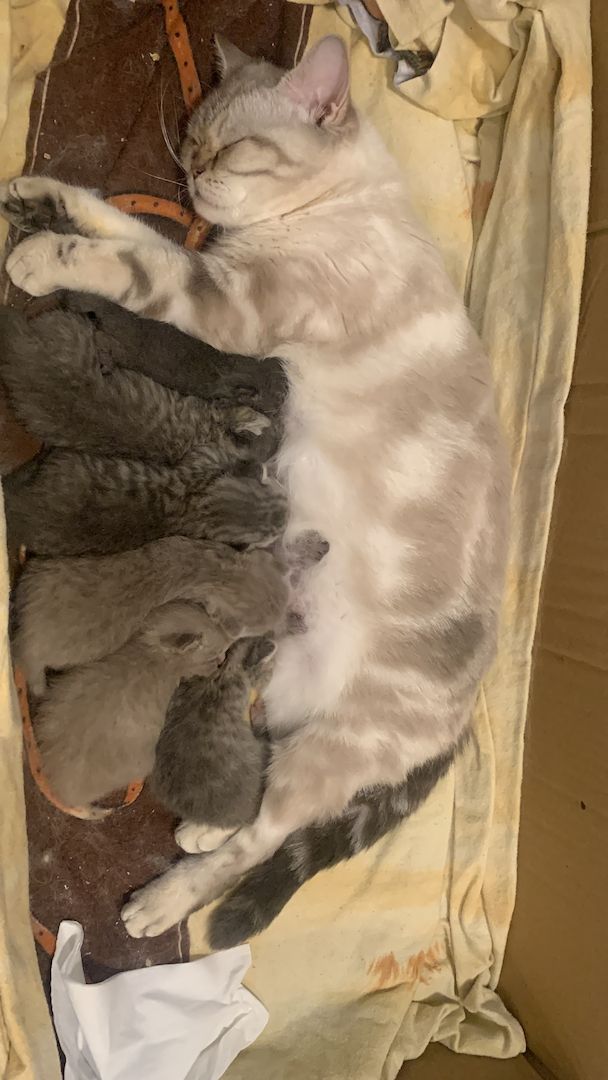 BKH Britisch Kurzhaar Kitten Katzen