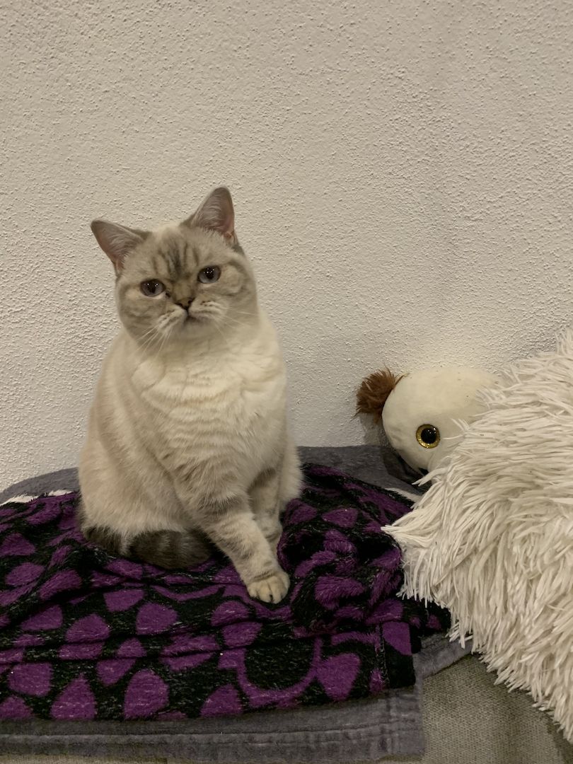 BKH Britisch Kurzhaar Kitten Katzen