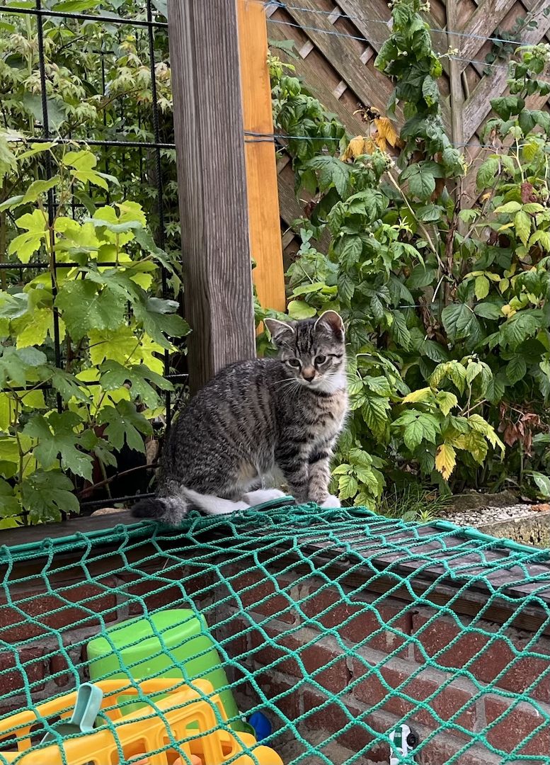 Süße Kätzchen Kitten abzugeben