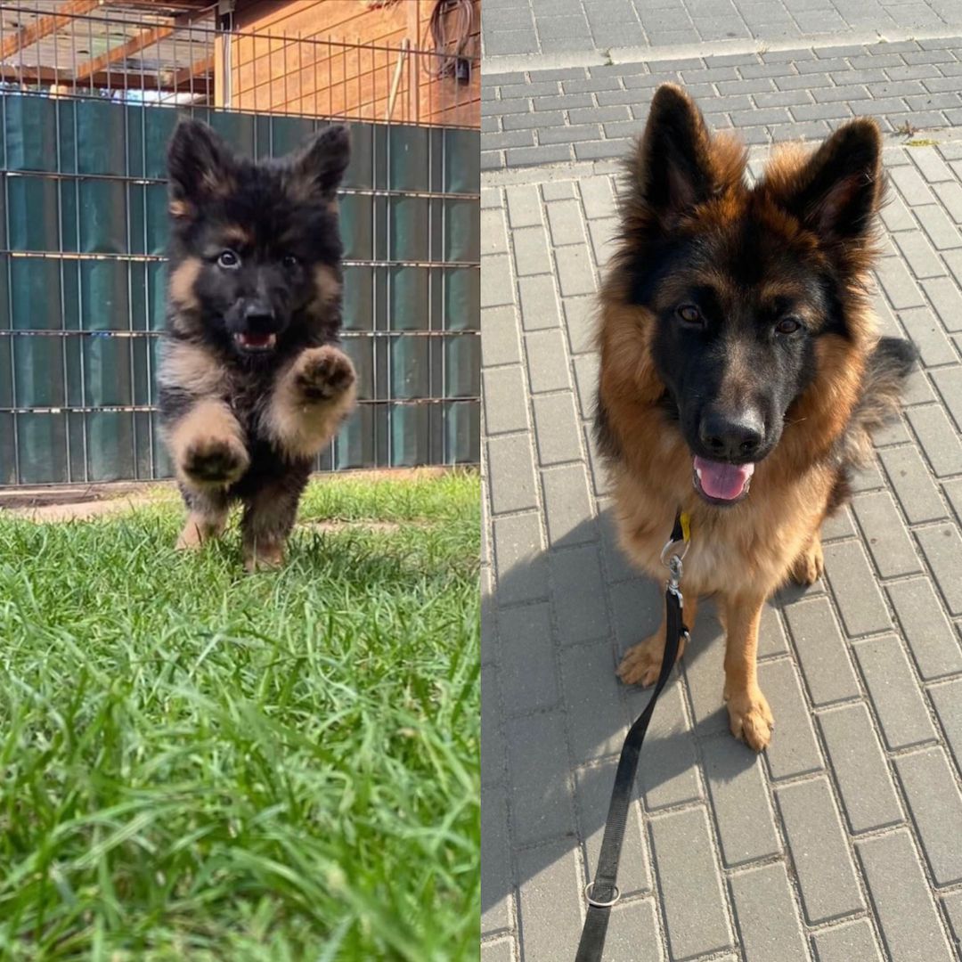 Junger Deutscher Schäferhund sucht dringend ein neues Zuhause!