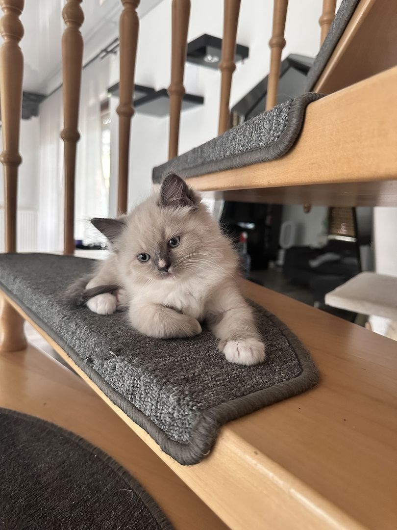 Reinrassige Ragdoll Kitten
