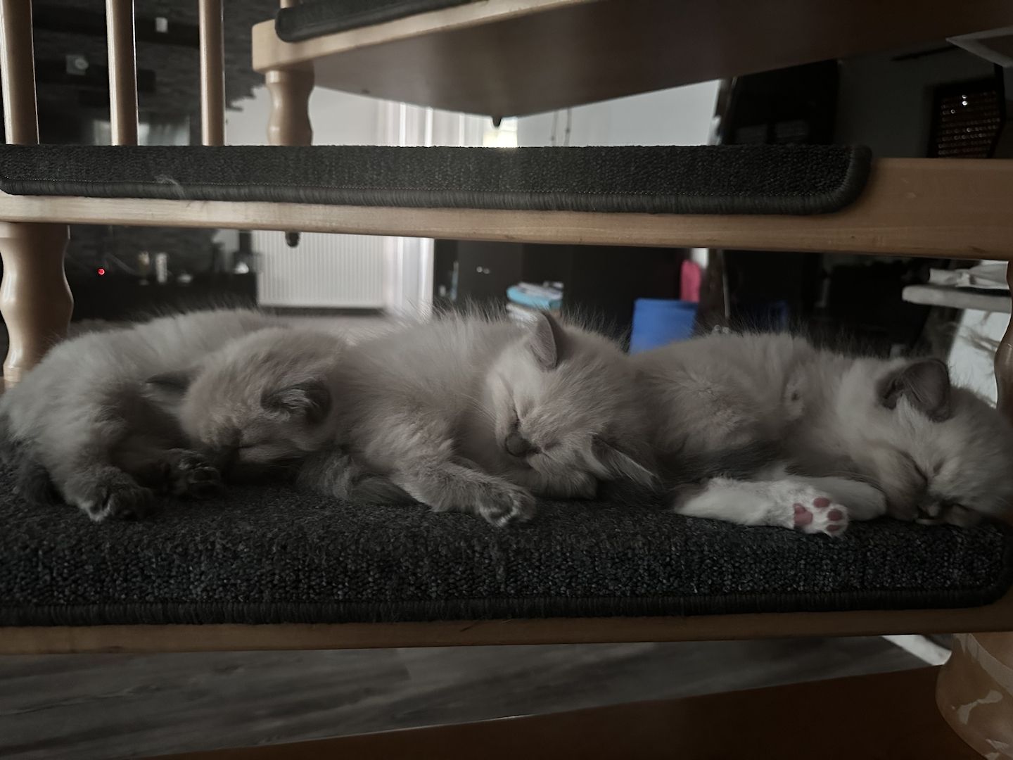 Reinrassige Ragdoll Kitten