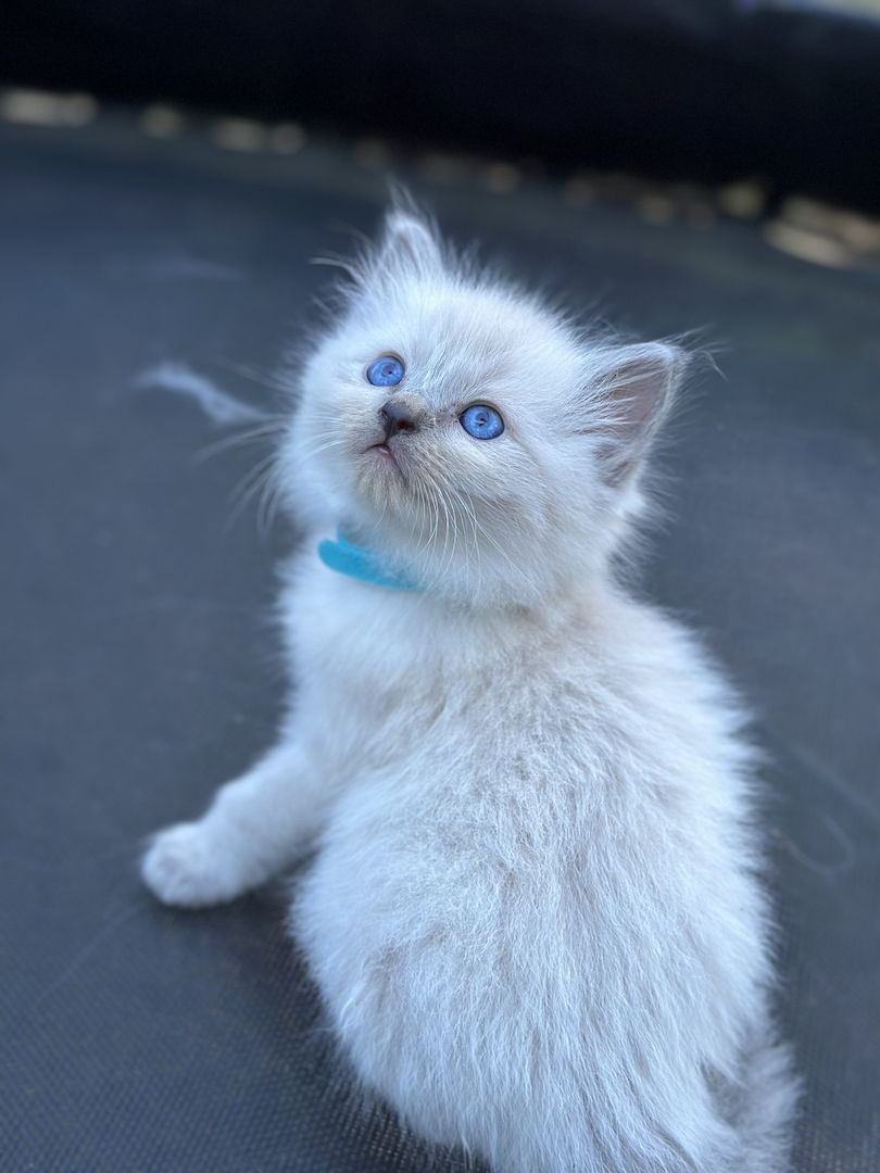 Reinrassige Ragdoll Kitten