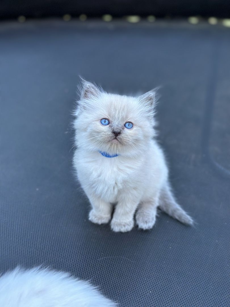 Reinrassige Ragdoll Kitten