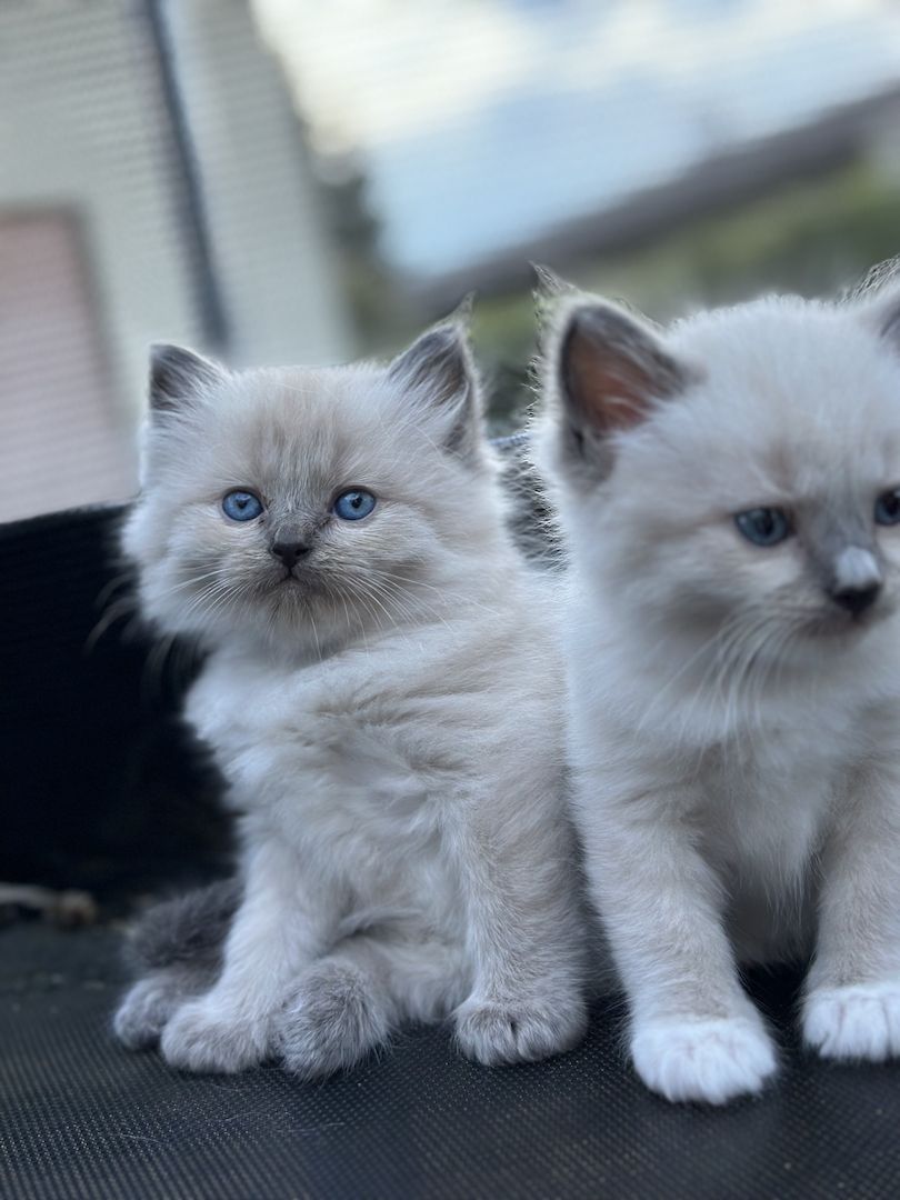 Reinrassige Ragdoll Kitten
