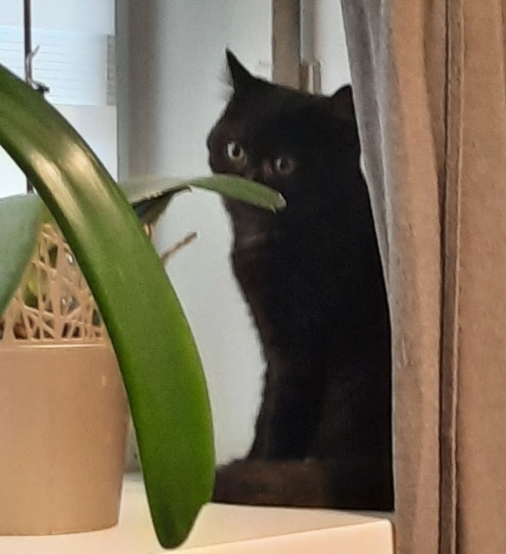 BKH Katzen Babys. BKH Katzen Babys.