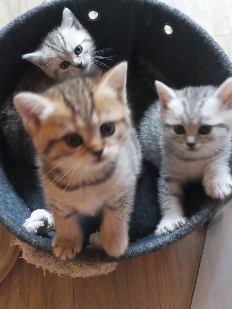 BKH Mädchen Britisch Kurzhaar