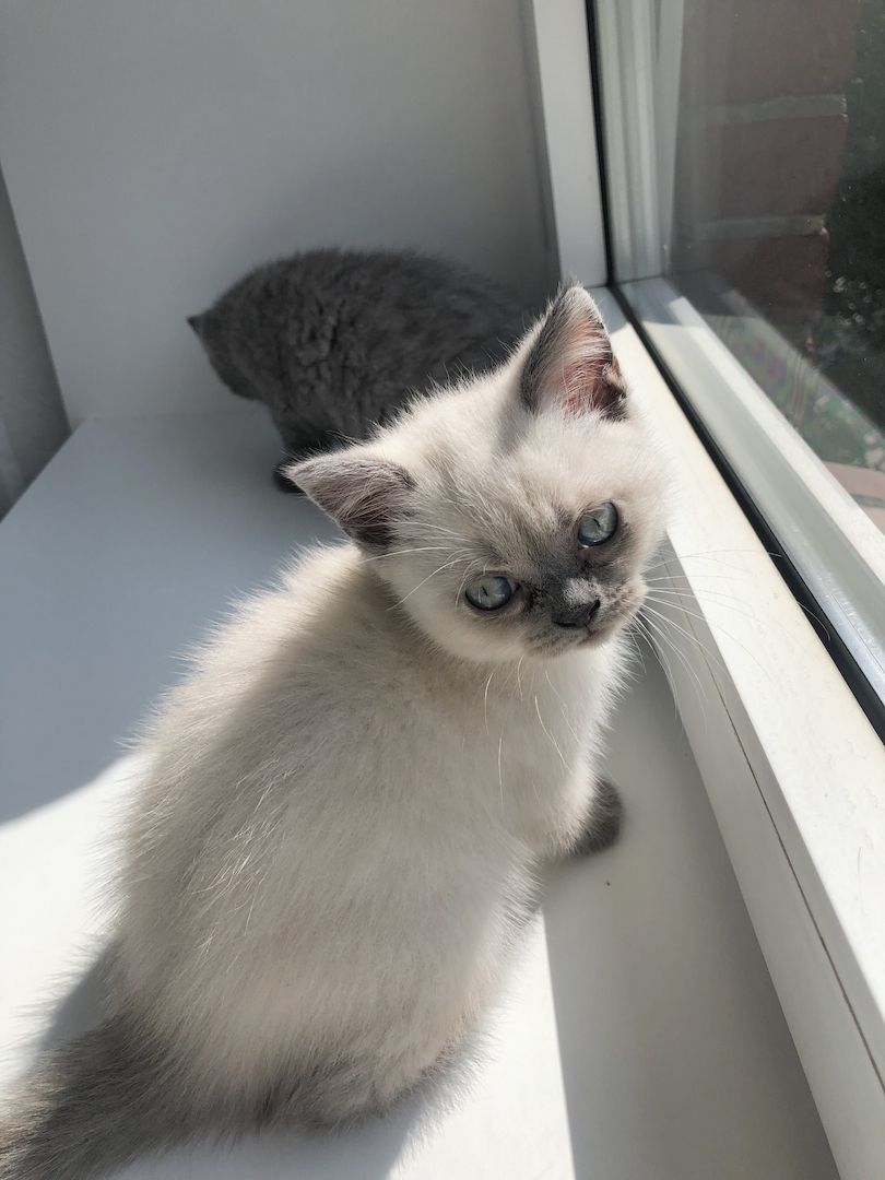 BKH Kitten Mädchen suchen liebevolles Zuhause