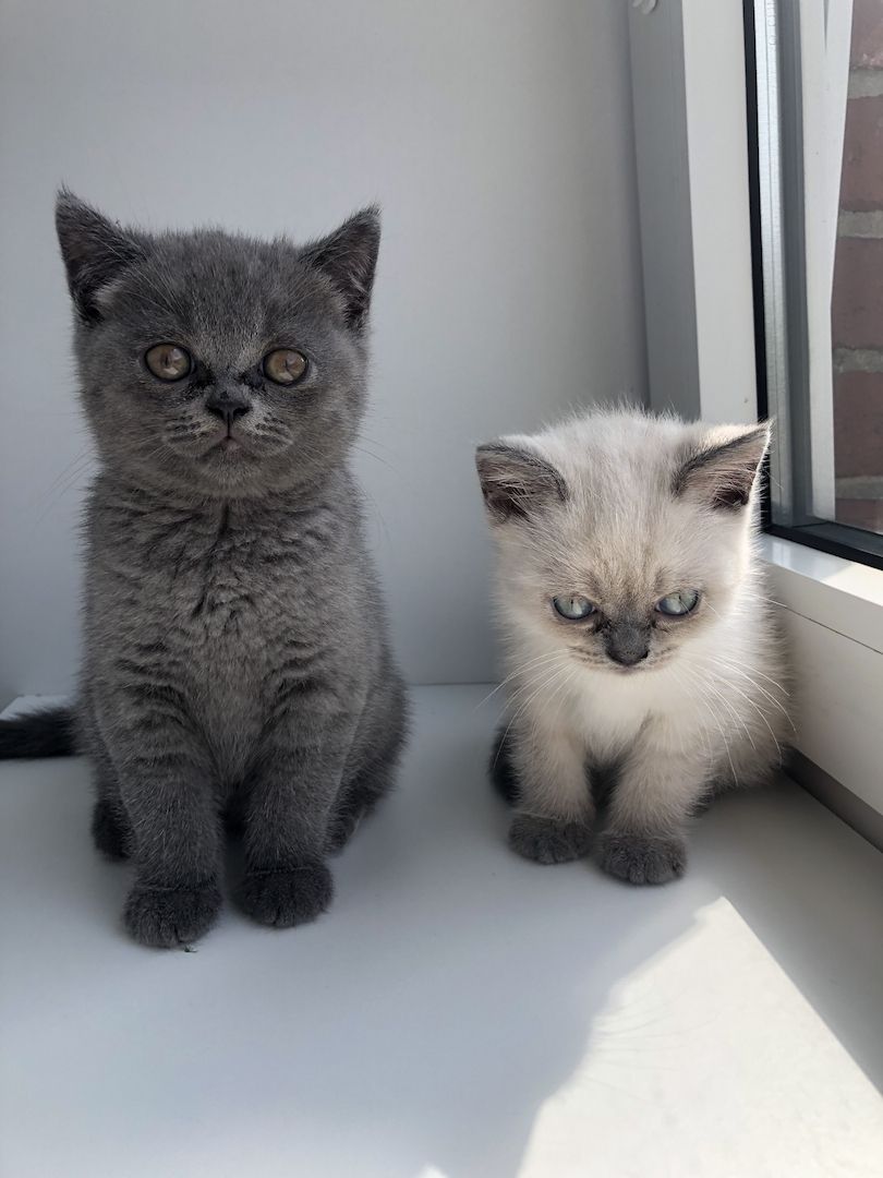 BKH Kitten Mädchen suchen liebevolles Zuhause