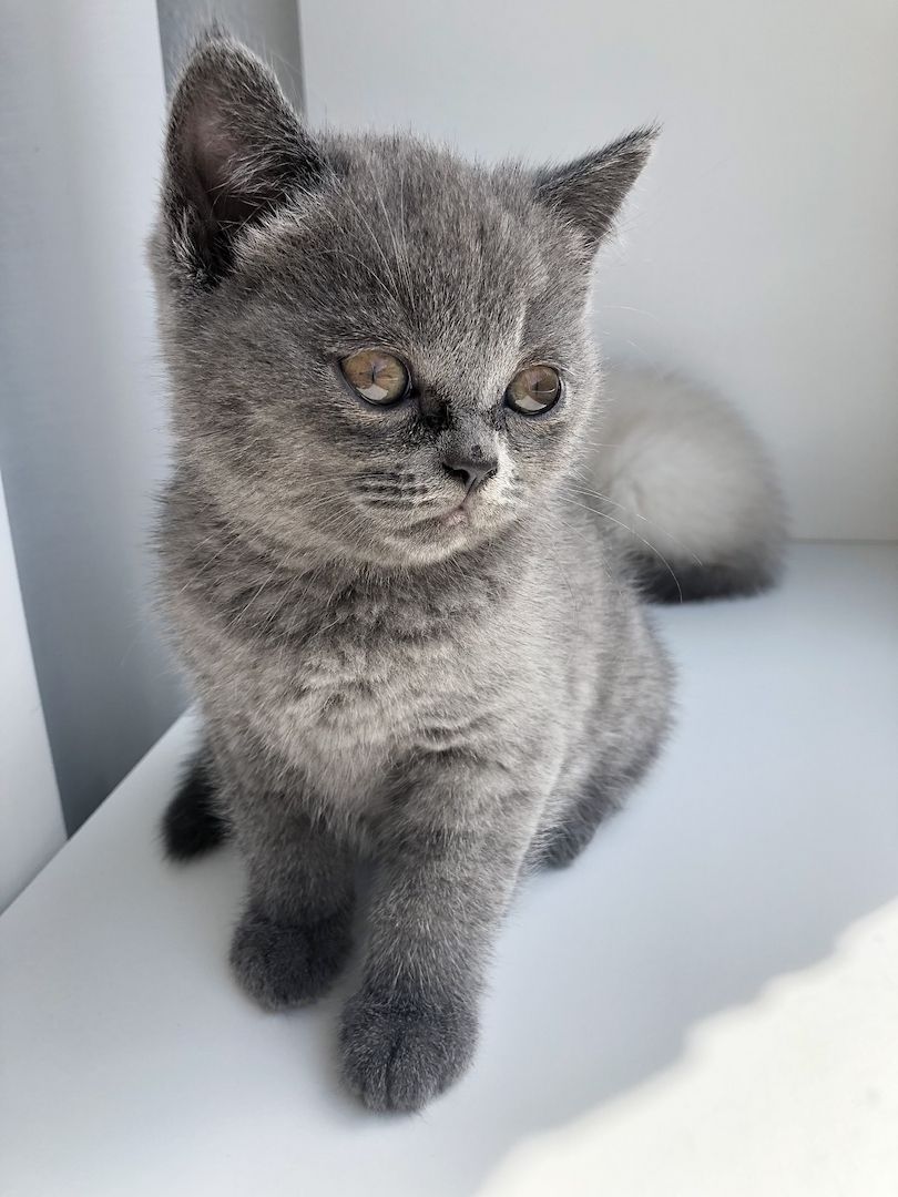 BKH Kitten Mädchen suchen liebevolles Zuhause