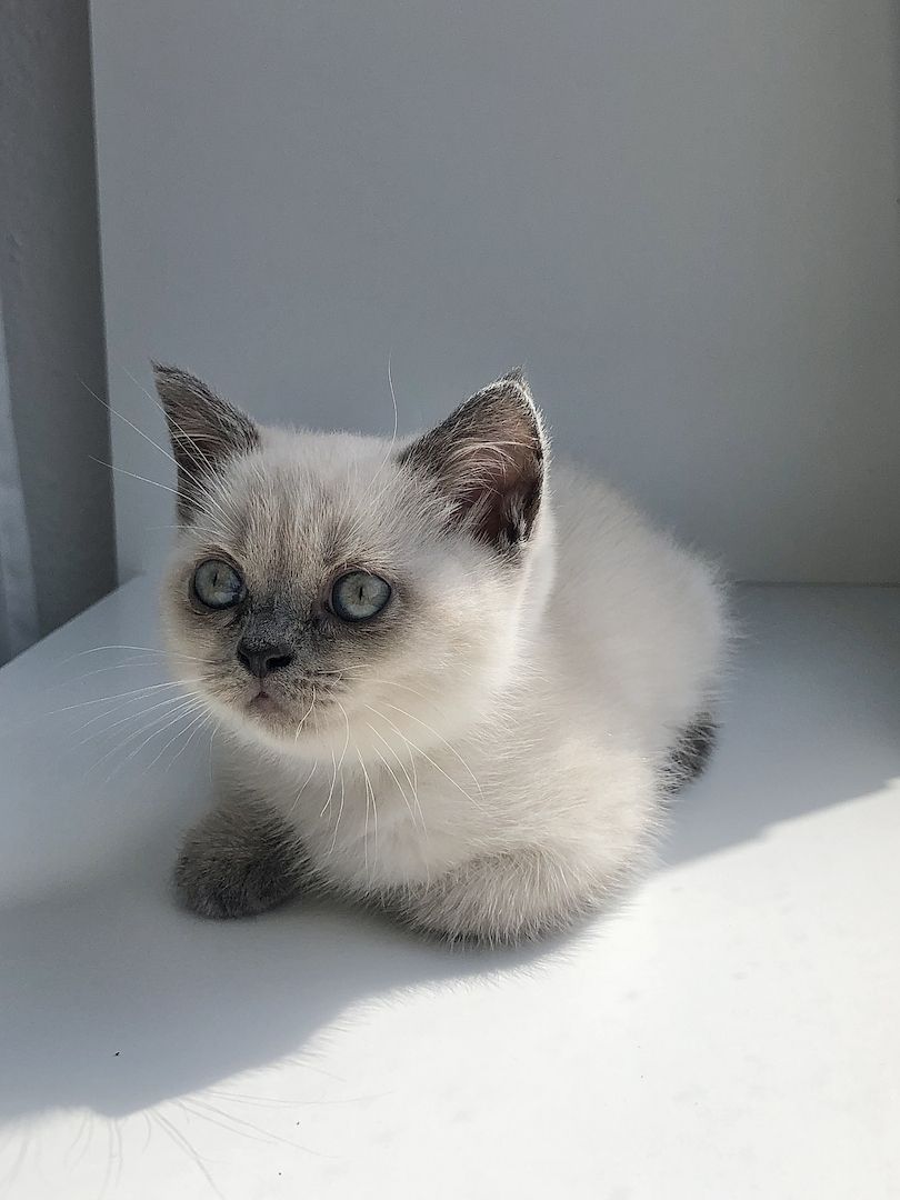 BKH Kitten Mädchen suchen liebevolles Zuhause