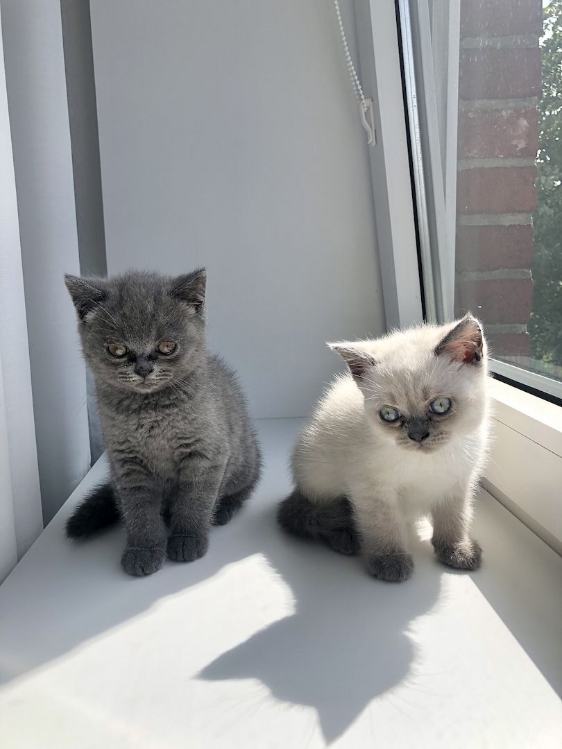 BKH Kitten Mädchen suchen liebevolles Zuhause