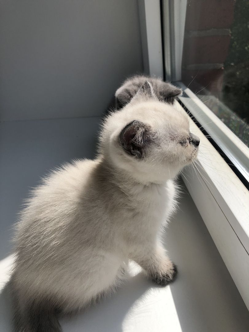 BKH Kitten Mädchen suchen liebevolles Zuhause