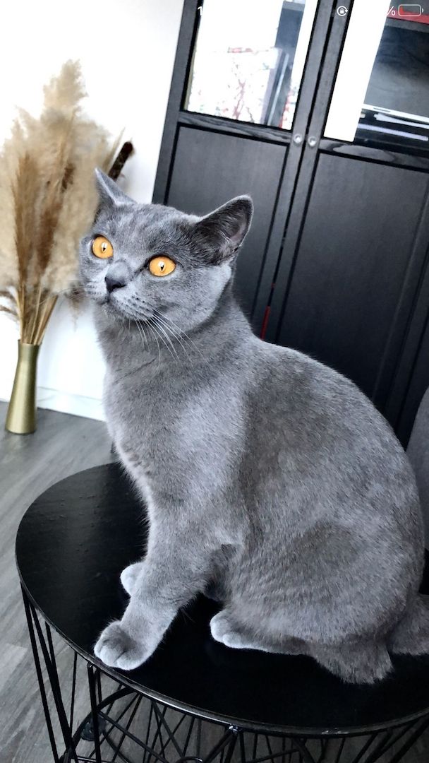 BKH Kitten Mädchen suchen liebevolles Zuhause