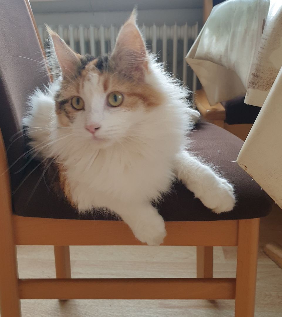 Babykatzen abzugeben