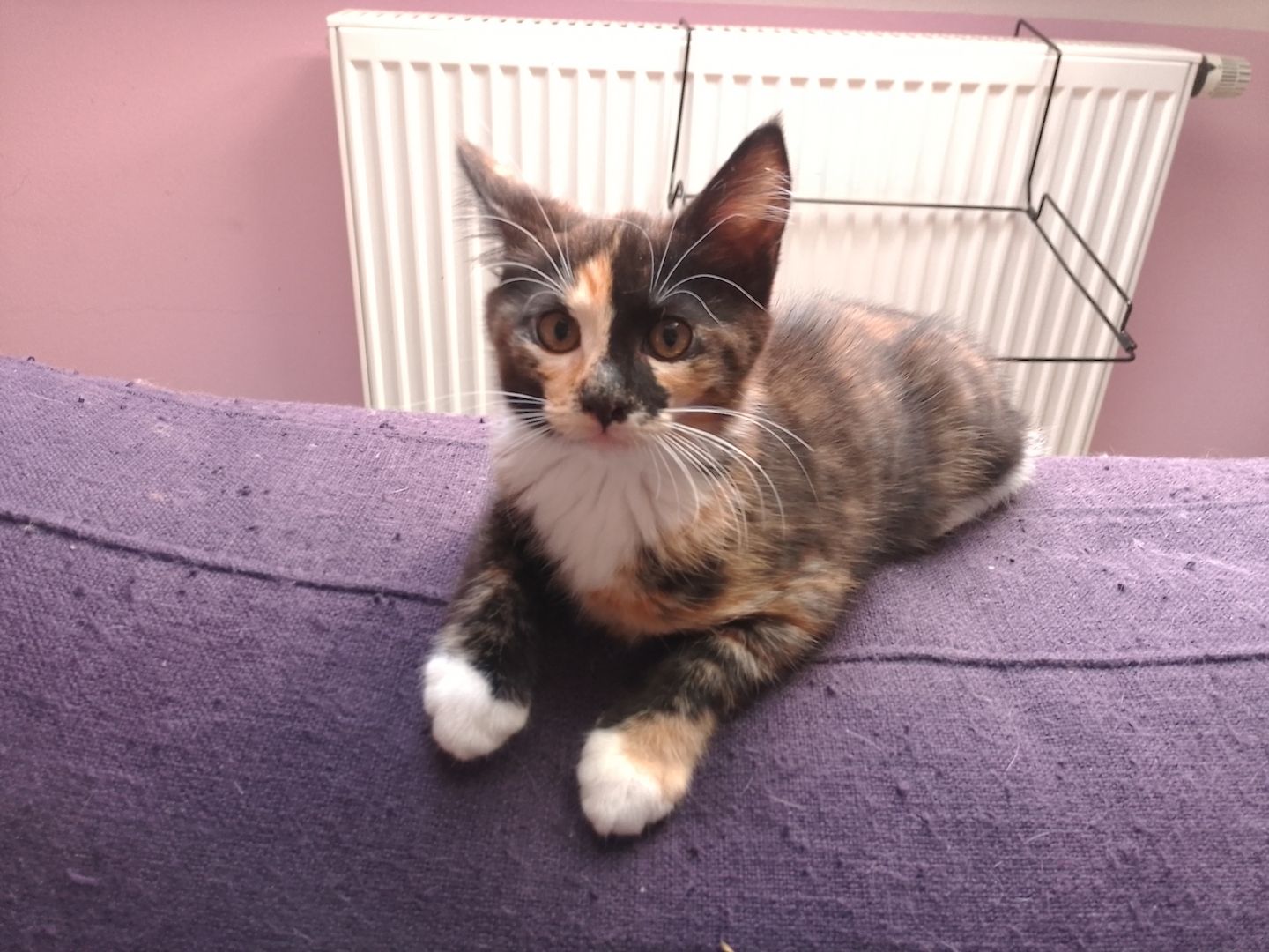 Babykatzen abzugeben