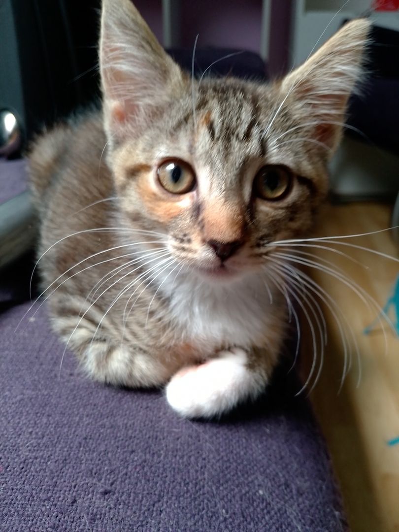 Babykatzen abzugeben