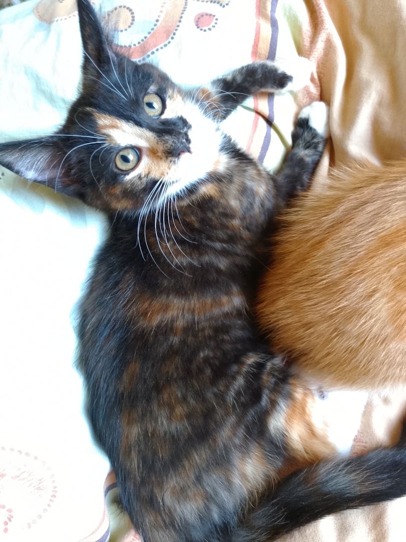 Babykatzen abzugeben