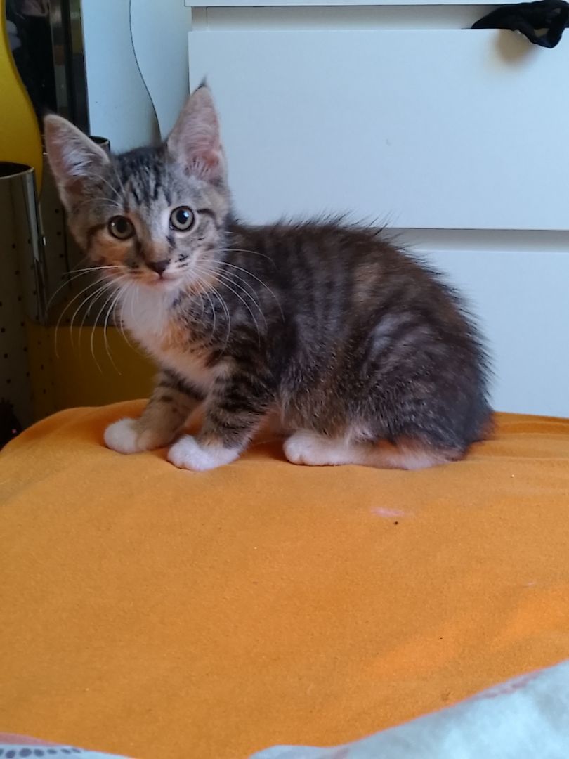 Babykatzen abzugeben