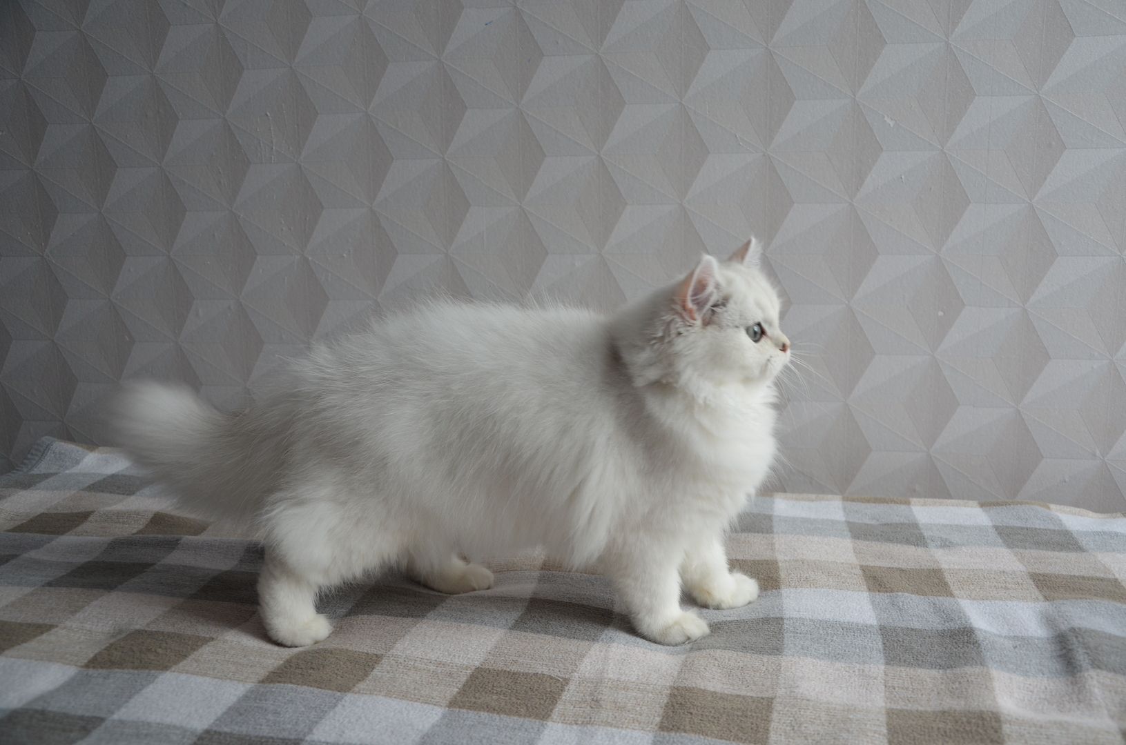 Britisch Langhaar (BLH) reinrassige Kitten mit Stammbaum, ns12 33 seal silver shell (chinchilla)