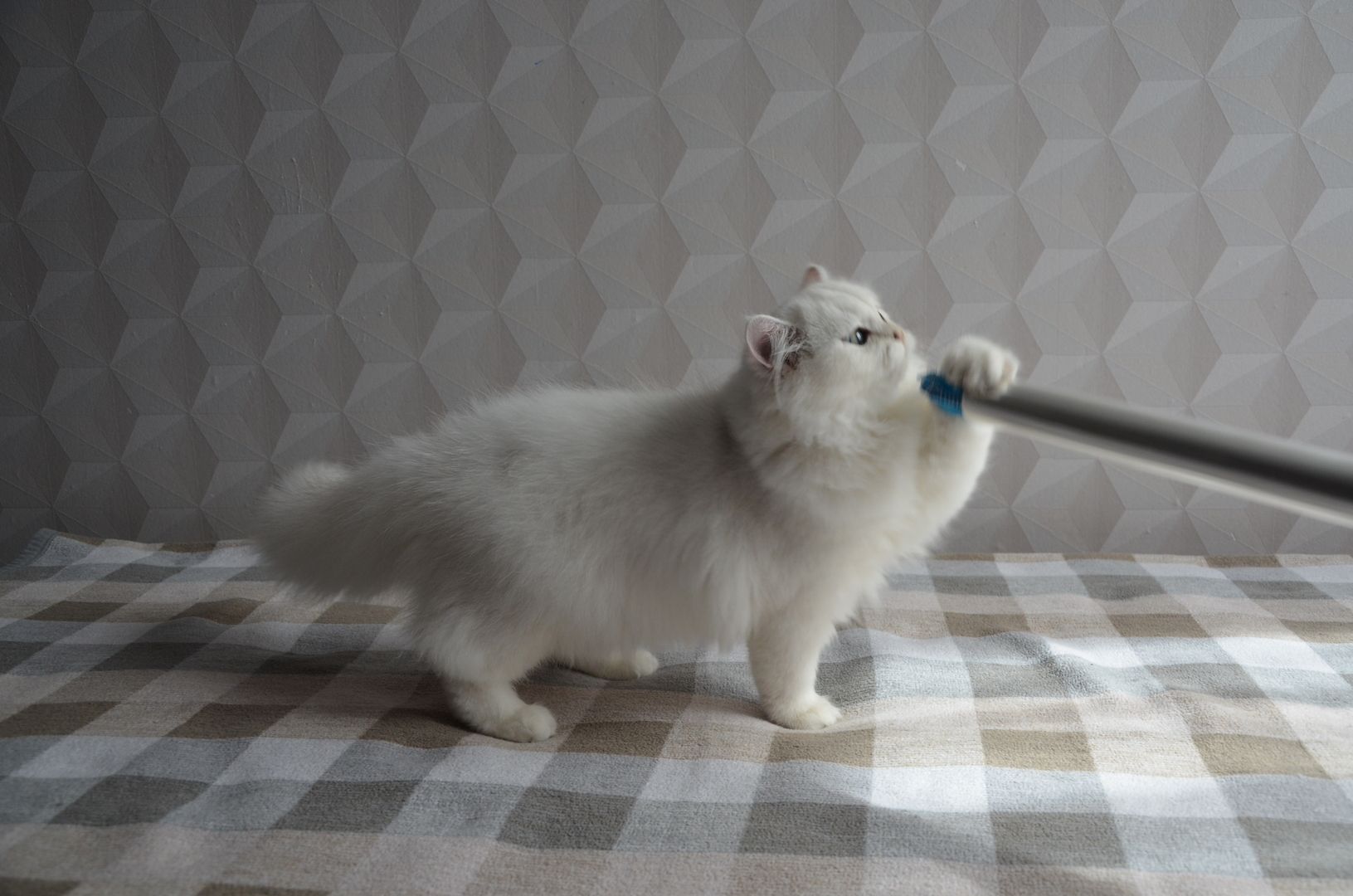 Britisch Langhaar (BLH) reinrassige Kitten mit Stammbaum, ns12 33 seal silver shell (chinchilla)