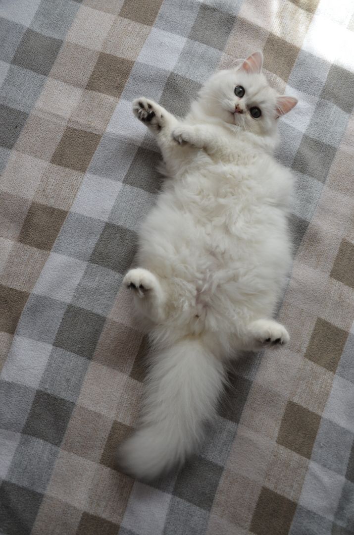 Britisch Langhaar (BLH) reinrassige Kitten mit Stammbaum, ns12 33 seal silver shell (chinchilla)