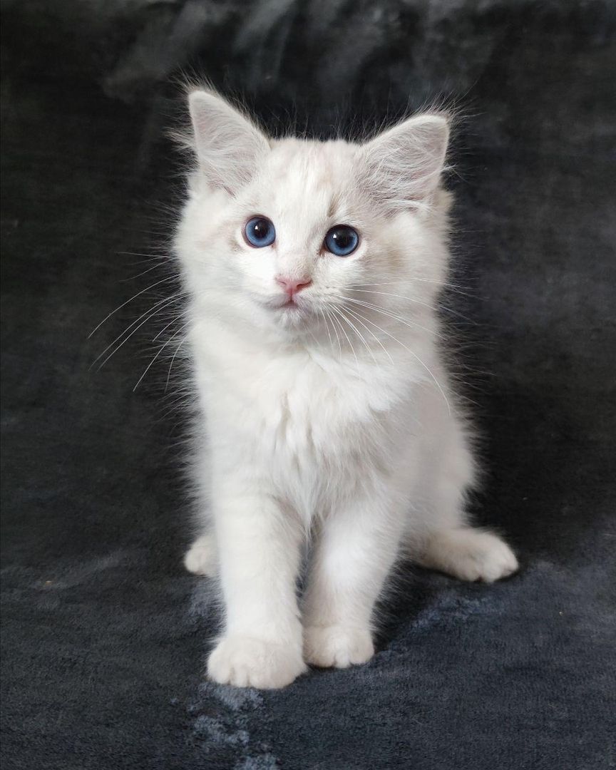 Reinrassige Ragdoll Kitten abgabebereit