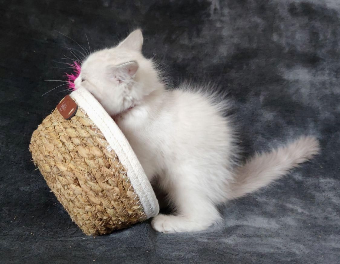 Reinrassige Ragdoll Kitten abgabebereit