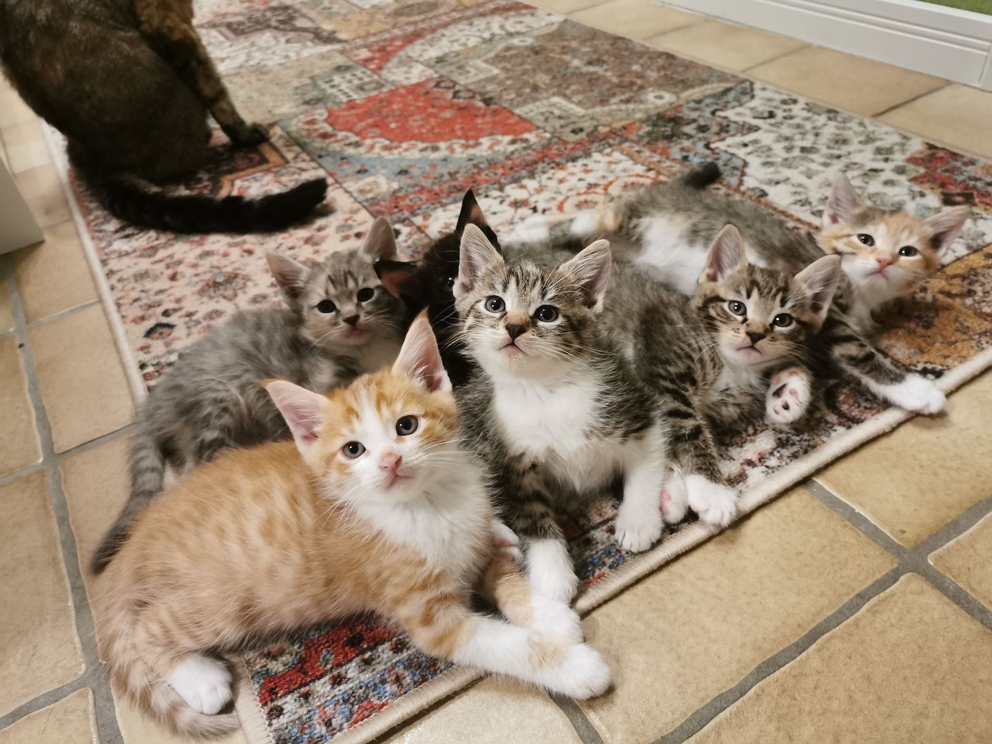 Maine Coon Mix Kitten