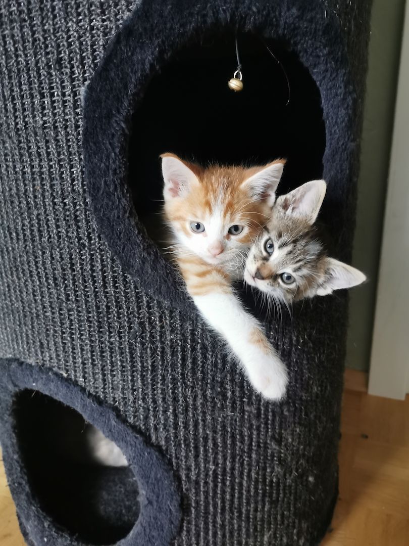 Maine Coon Mix Kitten