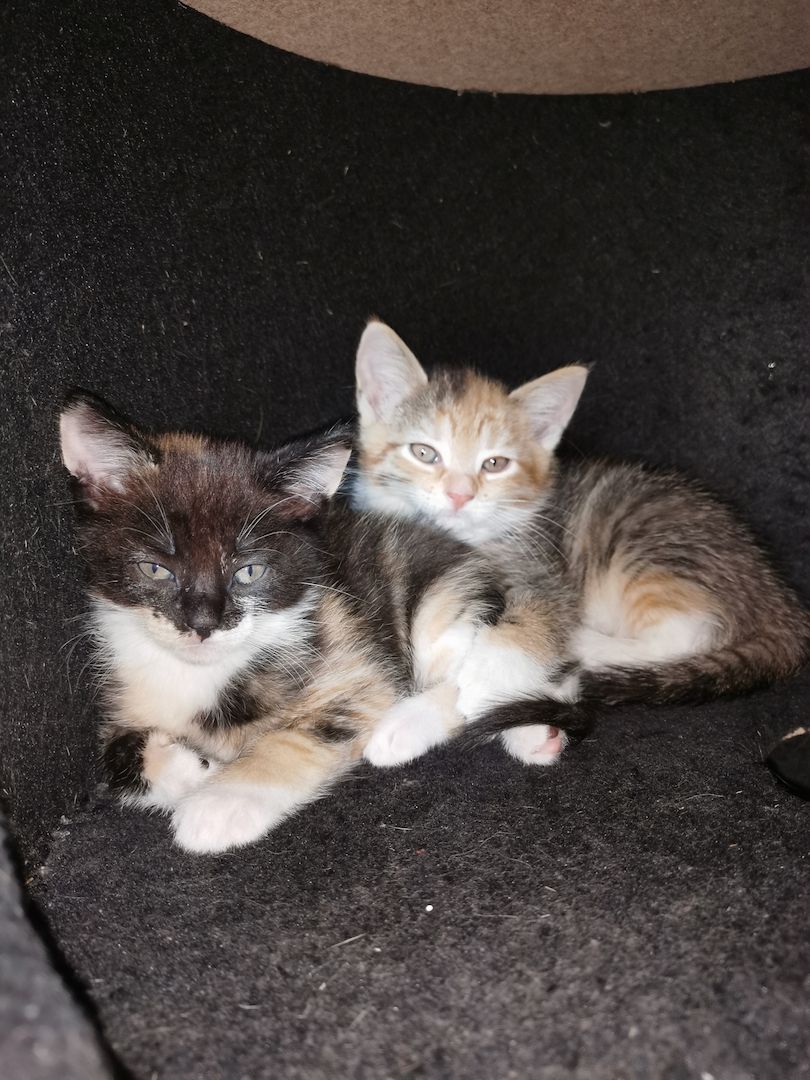 Maine Coon Mix Kitten