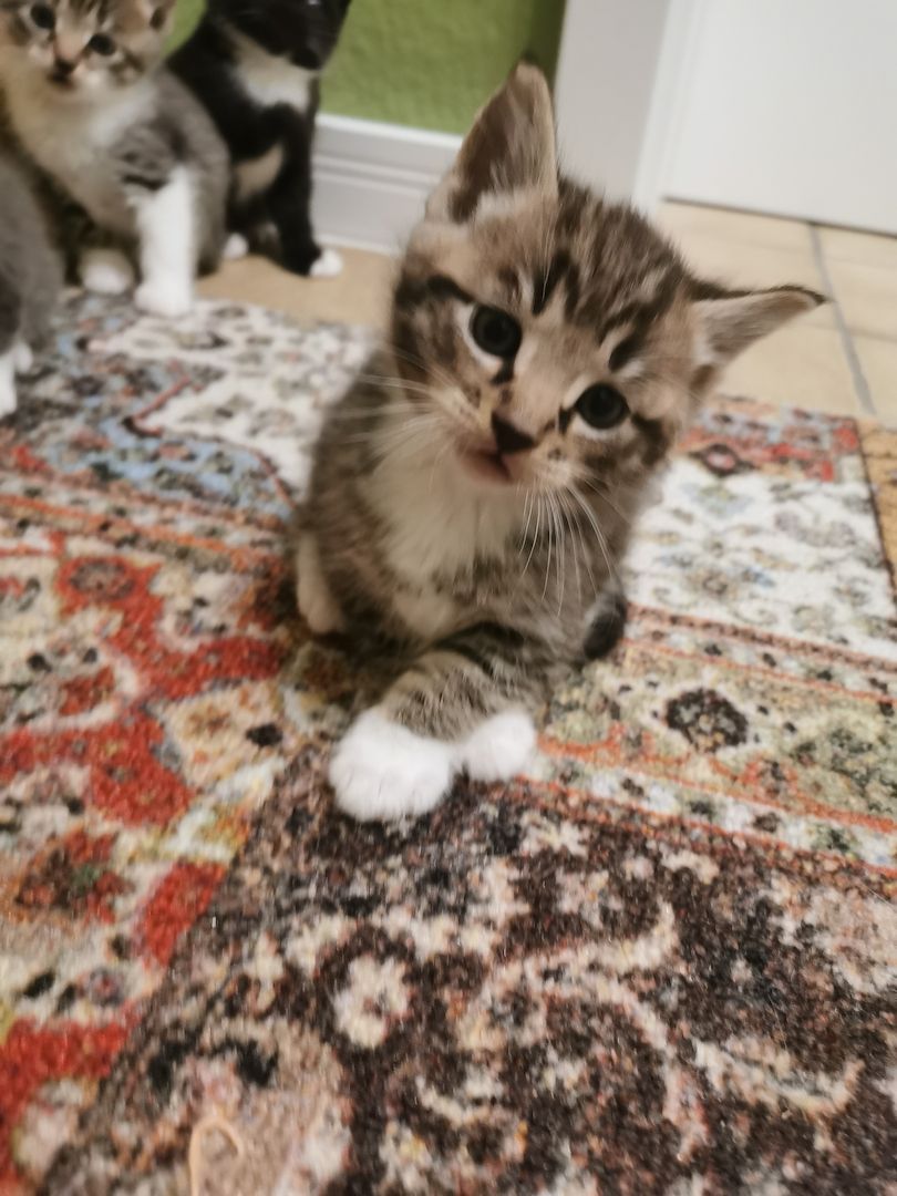 Maine Coon Mix Kitten